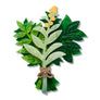 Erstwilder : RBGV : Herbarium Bundle Brooch