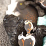 Lost Kiwi Designs : New Zealand Blue Duck Brooch
