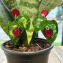 PolyPaige : Lady Bug Earrings