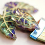 Laliblue : Plant Lover : Alocasia Brooch