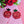 Cherryloco : Rose Earrings