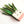 Laliblue : Plant Lover : Sansevieria brooch