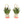 Laliblue : Plant Lover : Sansevieria earrings