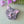 Cherryloco : Scottish Wild Cat Grey Tabby Brooch or Necklace [PRE-ORDER]