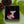 Dolly Dimple Design : Deer Among Wildflowers Brooch