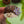 Dolly Dimple Design : Hedgehog Among the Crocuses Brooch