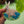 Dolly Dimple Design : Bloom Where You Rest - Hare and Forget Me Not Acrylic Brooch