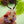 Dolly Dimple Design : Deer Among Wildflowers Brooch